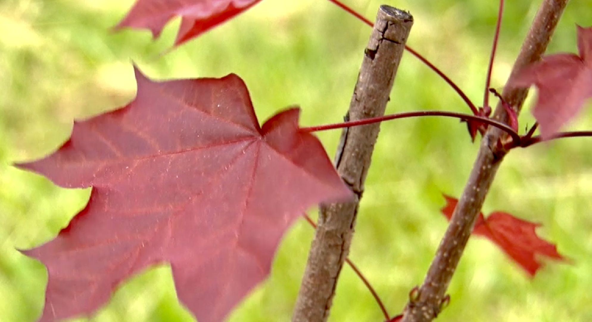 Клин, медицина, общество, благоустройство, перемены