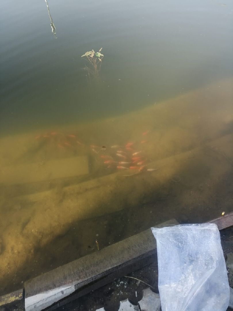 Лобня, парк, собака