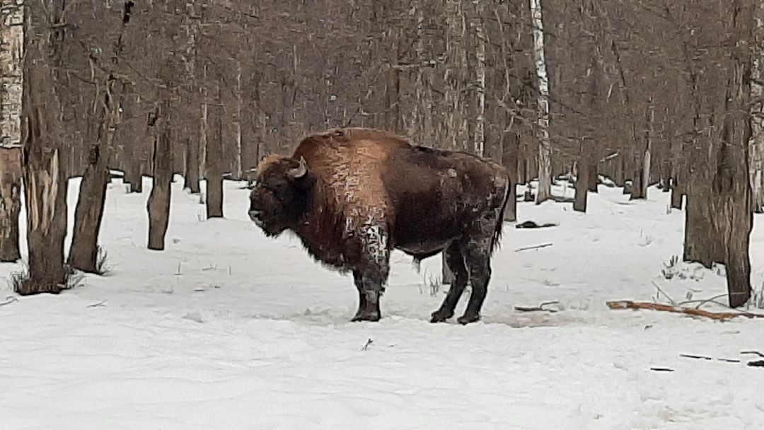 Зима в Подмосковье, Серпухов, заповедник