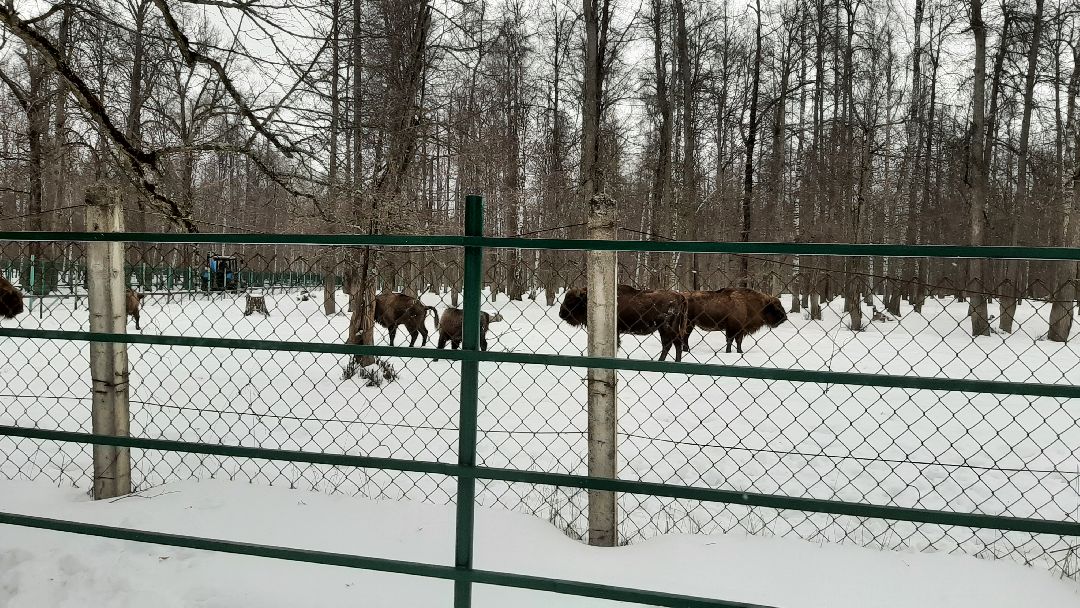 Зима в Подмосковье, Серпухов, заповедник