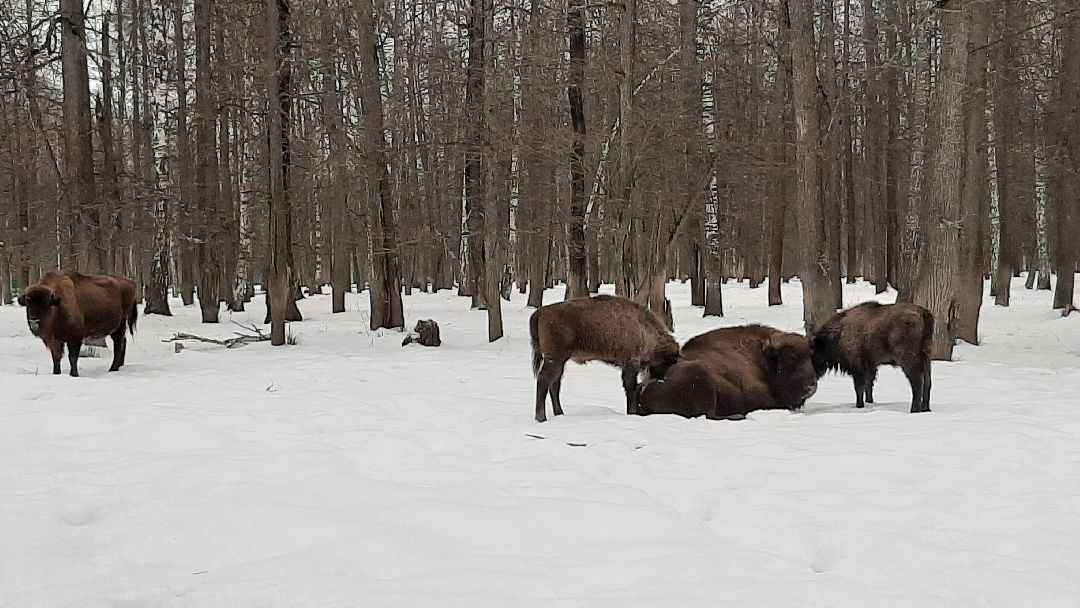 Зима в Подмосковье, Серпухов, заповедник
