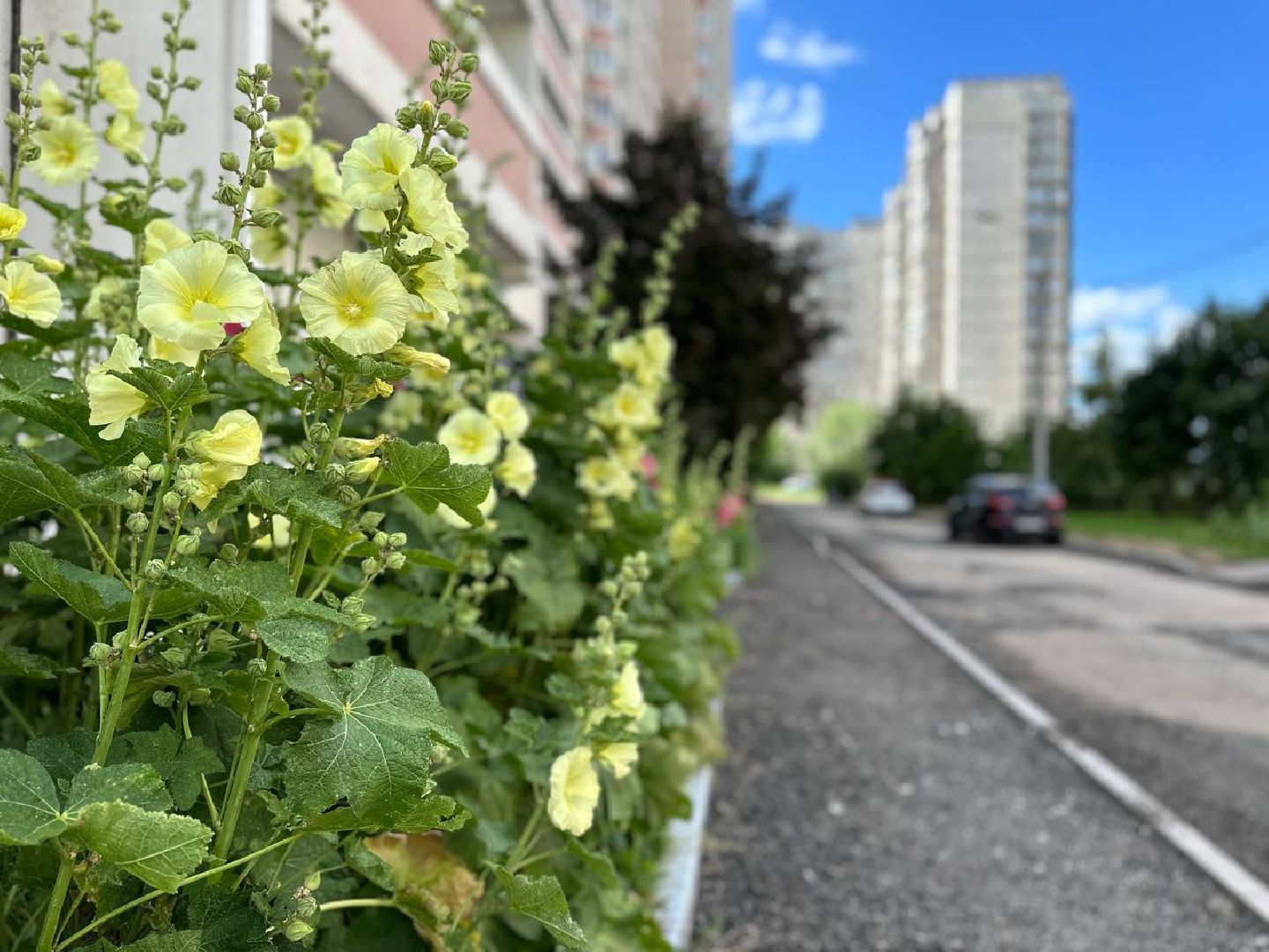 Реутов, благоустройство, народные тропы, асфальт