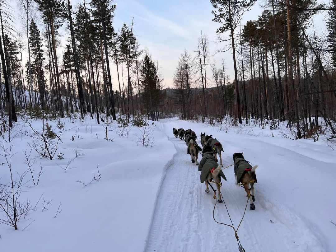 Подмосковье, Собаки, ГонкиНаСобачьихУпряжках, Можайск, Каюр, Байкал, БайкалРейс