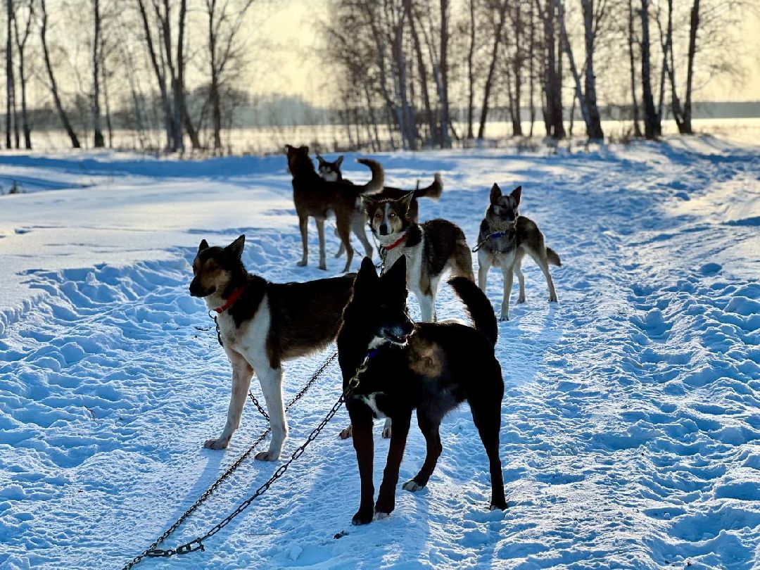 Подмосковье, Собаки, ГонкиНаСобачьихУпряжках, Можайск, Каюр, Байкал, БайкалРейс