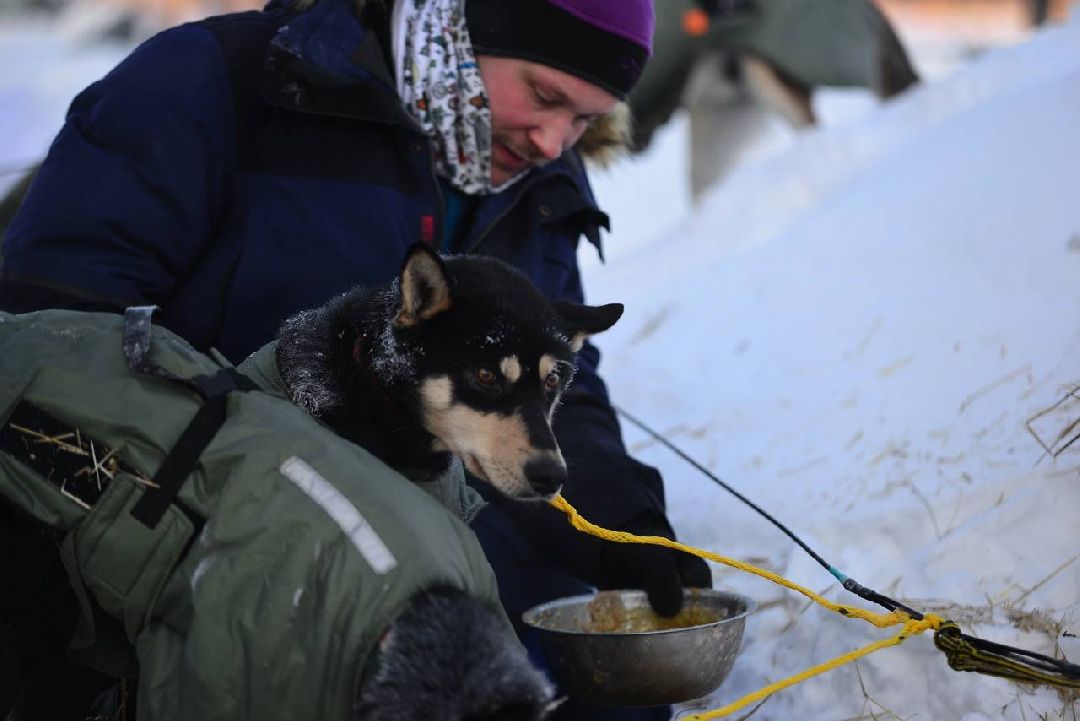 Подмосковье, Собаки, ГонкиНаСобачьихУпряжках, Можайск, Каюр, Байкал, БайкалРейс