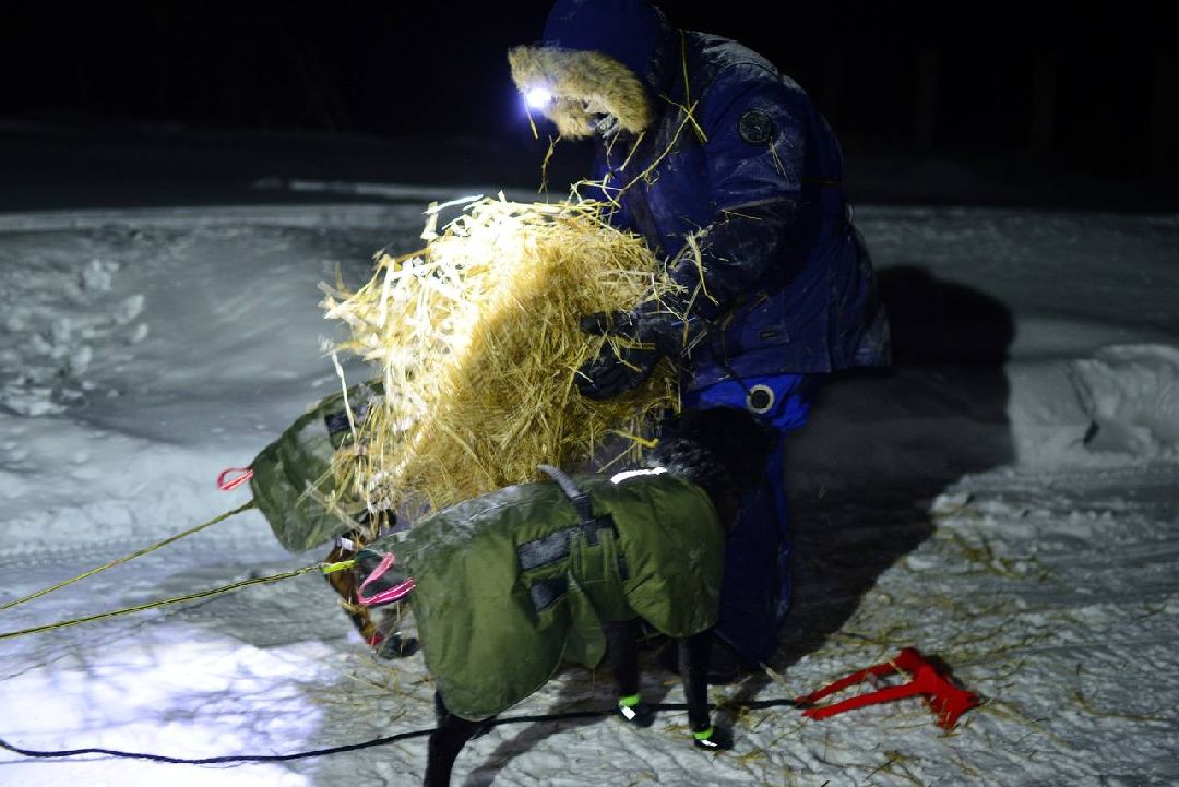 Подмосковье, Собаки, ГонкиНаСобачьихУпряжках, Можайск, Каюр, Байкал, БайкалРейс