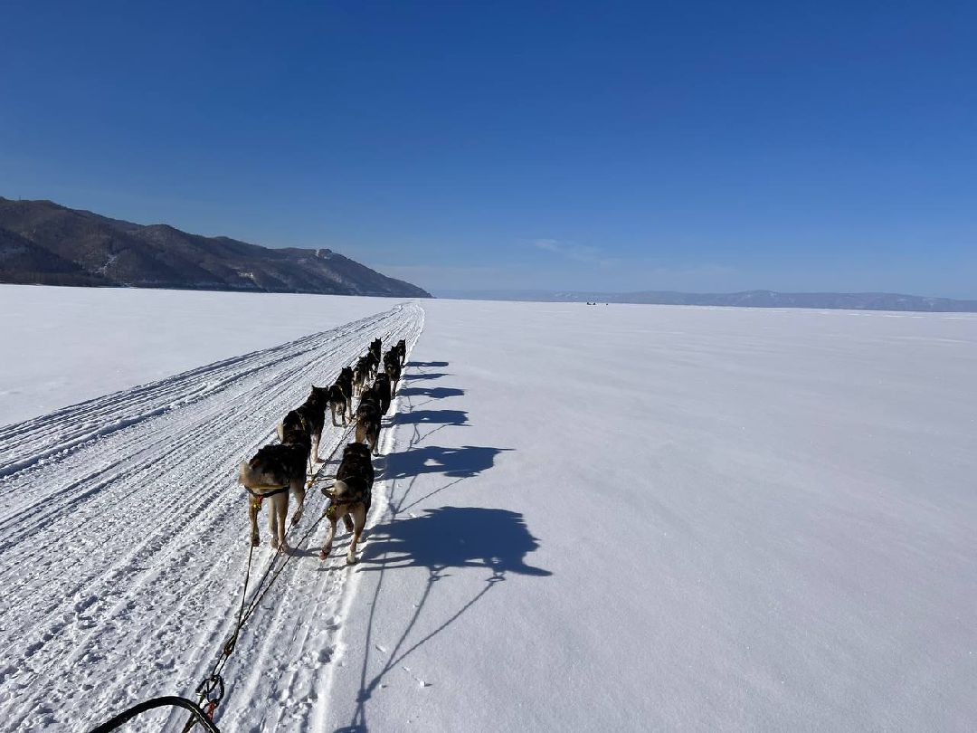 Подмосковье, Собаки, ГонкиНаСобачьихУпряжках, Можайск, Каюр, Байкал, БайкалРейс