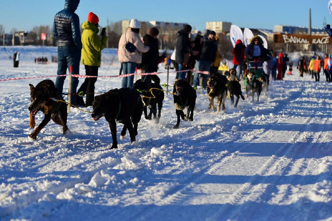 Подмосковье, Собаки, ГонкиНаСобачьихУпряжках, Можайск, Каюр, Байкал, БайкалРейс