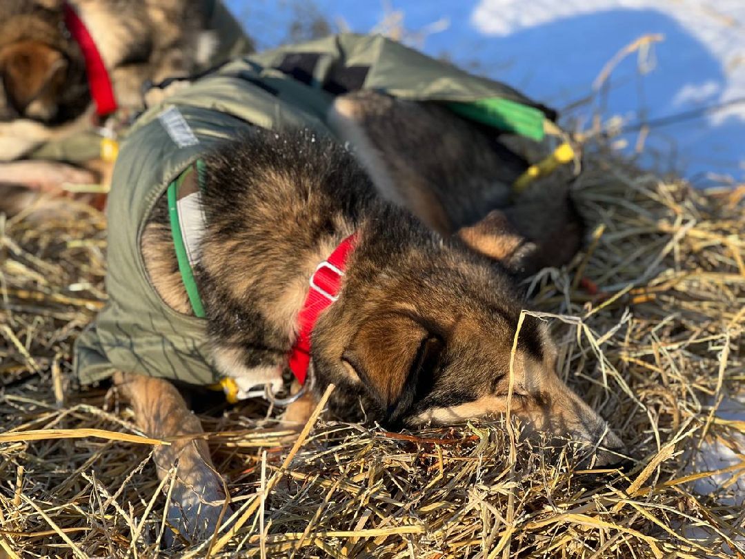 Подмосковье, Собаки, ГонкиНаСобачьихУпряжках, Можайск, Каюр, Байкал, БайкалРейс
