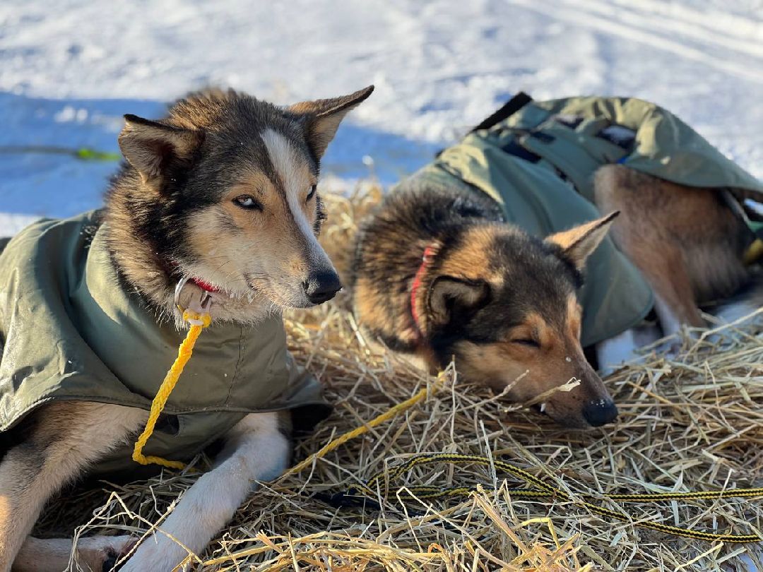 Подмосковье, Собаки, ГонкиНаСобачьихУпряжках, Можайск, Каюр, Байкал, БайкалРейс