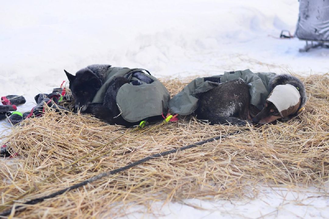 Подмосковье, Собаки, ГонкиНаСобачьихУпряжках, Можайск, Каюр, Байкал, БайкалРейс