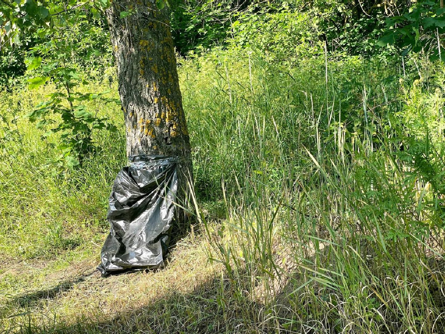Сергиево-Посадский городской округ, Сергиев Посад, Мусор, Уборка дорог, Отходы, Штрафы, ГУСТ
