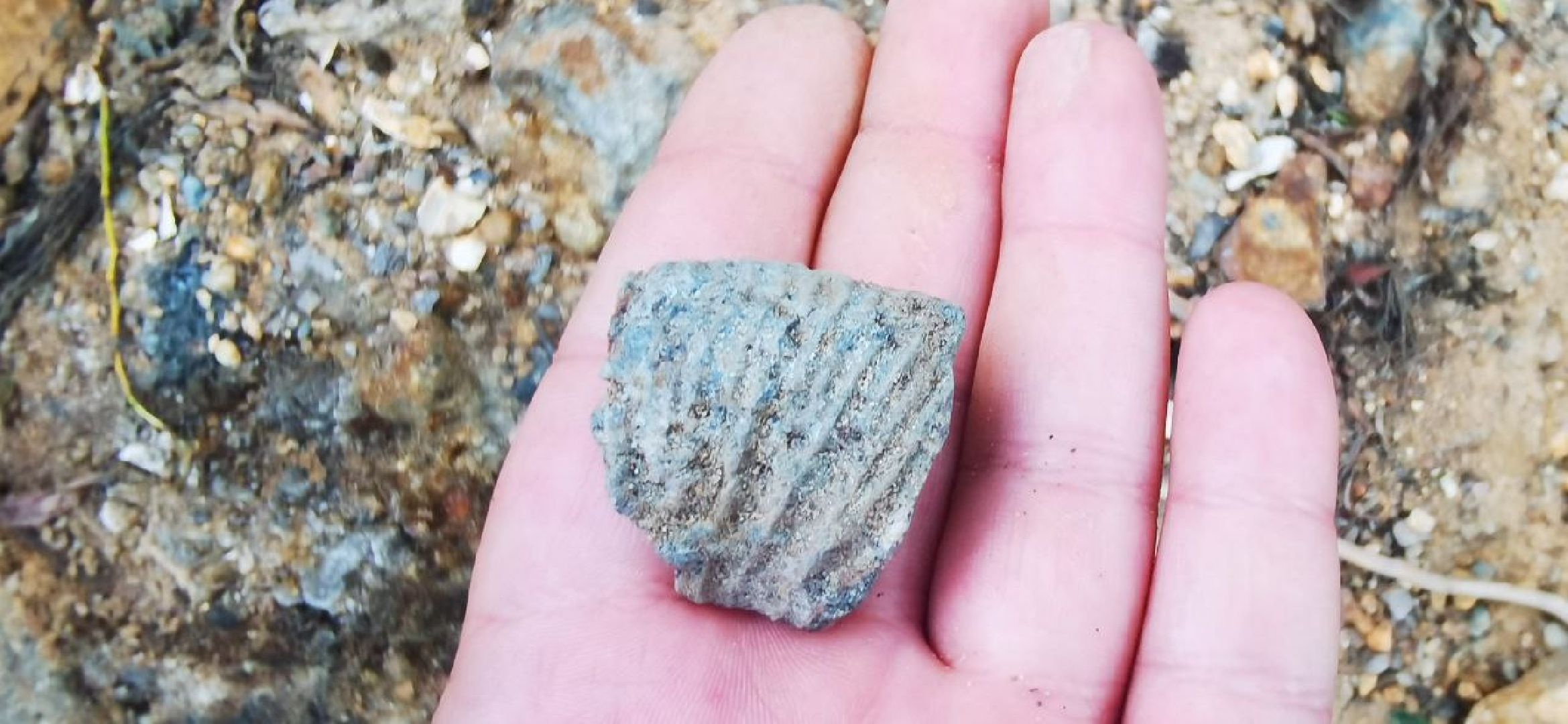 Домодедово, экскурсия, поиск окаменелостей, поиск моллюсков, река, берег реки