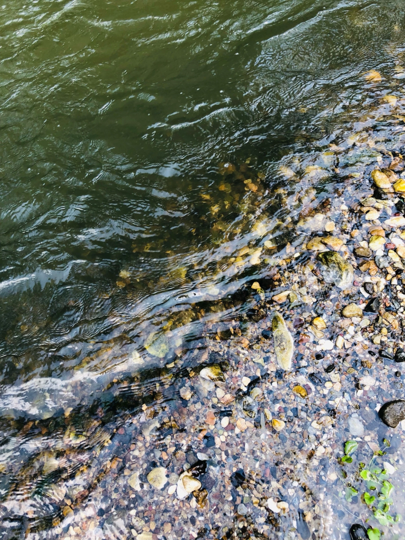 Домодедово, экскурсия, поиск окаменелостей, поиск моллюсков, река, берег реки