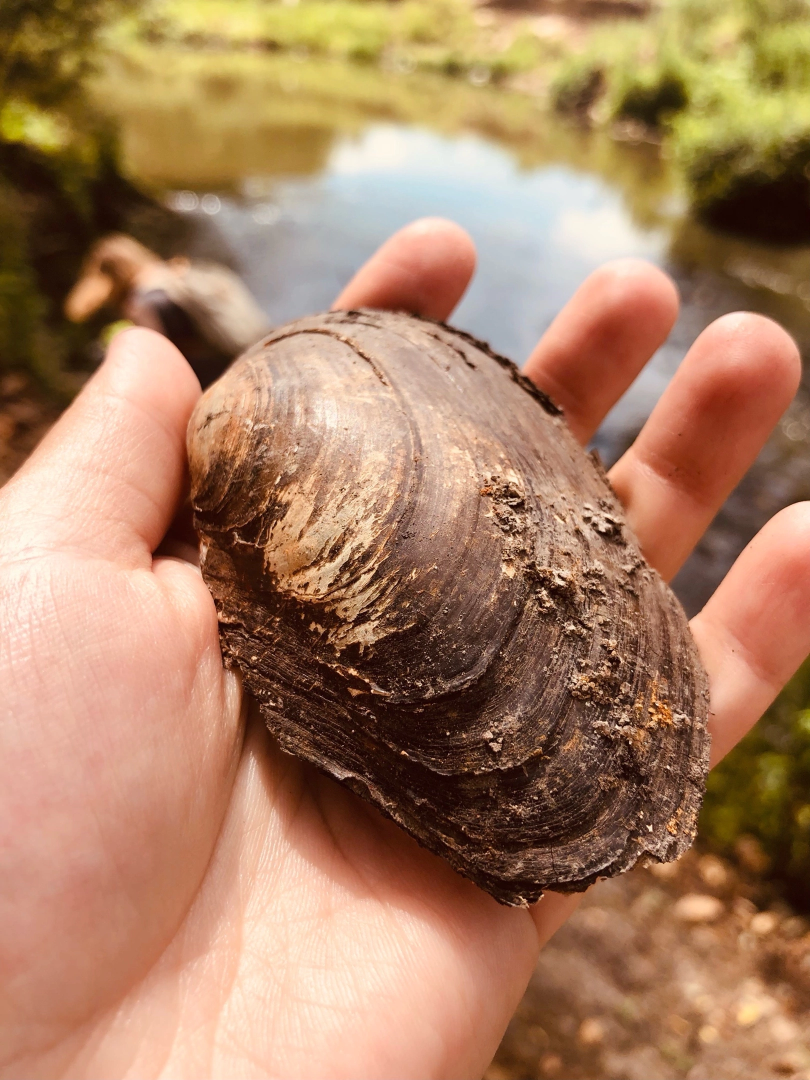 Домодедово, экскурсия, поиск окаменелостей, поиск моллюсков, река, берег реки