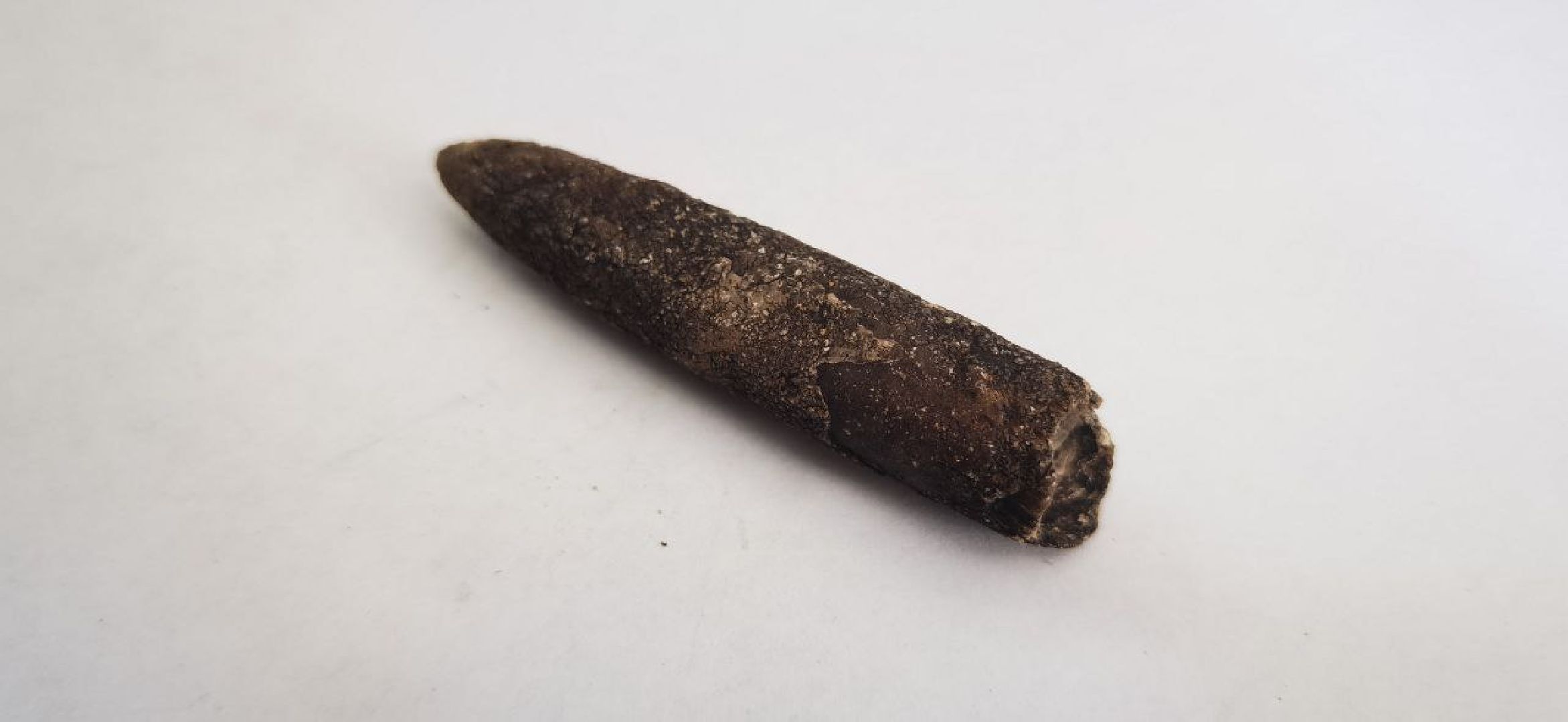 Домодедово, экскурсия, поиск окаменелостей, поиск моллюсков, река, берег реки