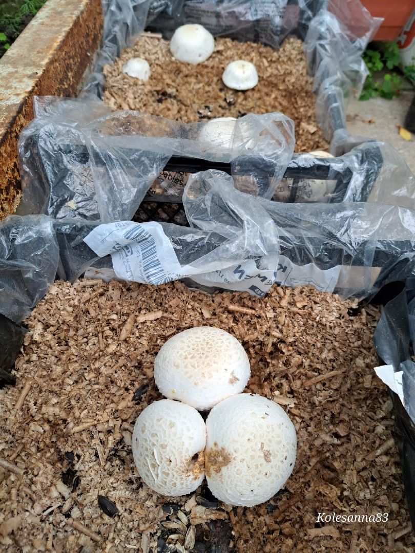 Одинцово, Общество, Экология, Лето, Грибы