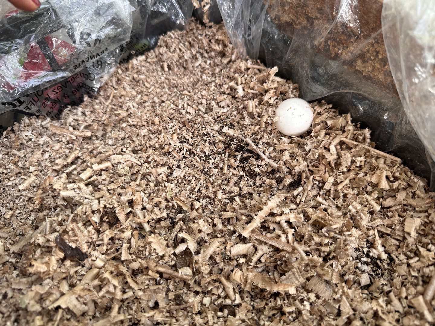 Одинцово, Общество, Экология, Лето, Грибы