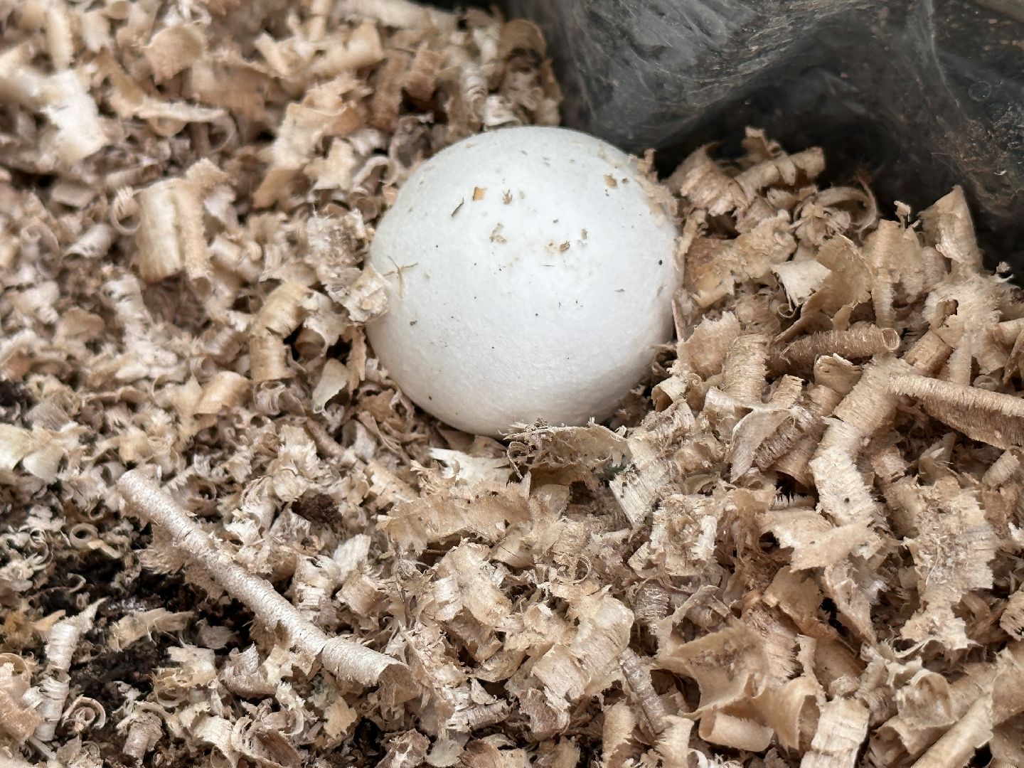 Одинцово, Общество, Экология, Лето, Грибы