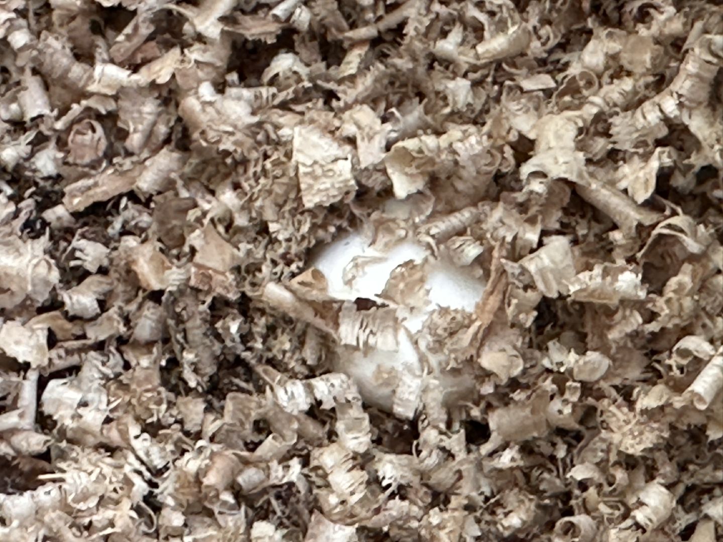 Одинцово, Общество, Экология, Лето, Грибы