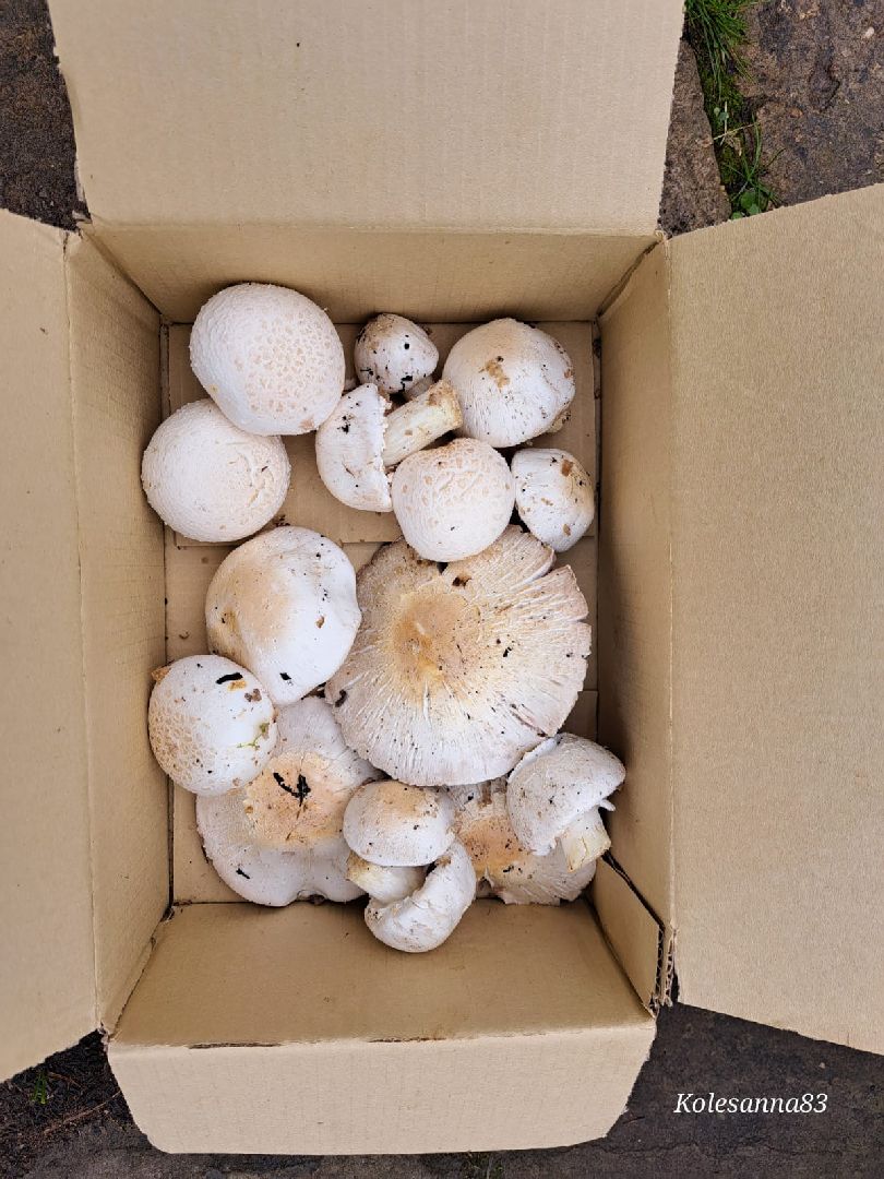 Одинцово, Общество, Экология, Лето, Грибы