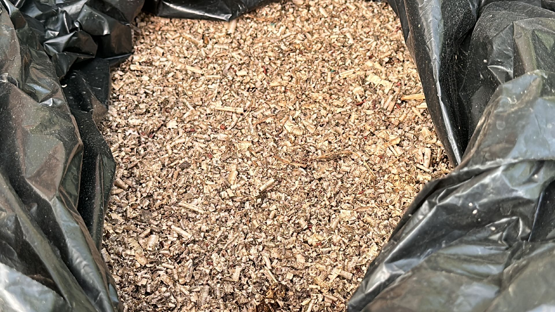 Одинцово, Общество, Экология, Лето, Грибы