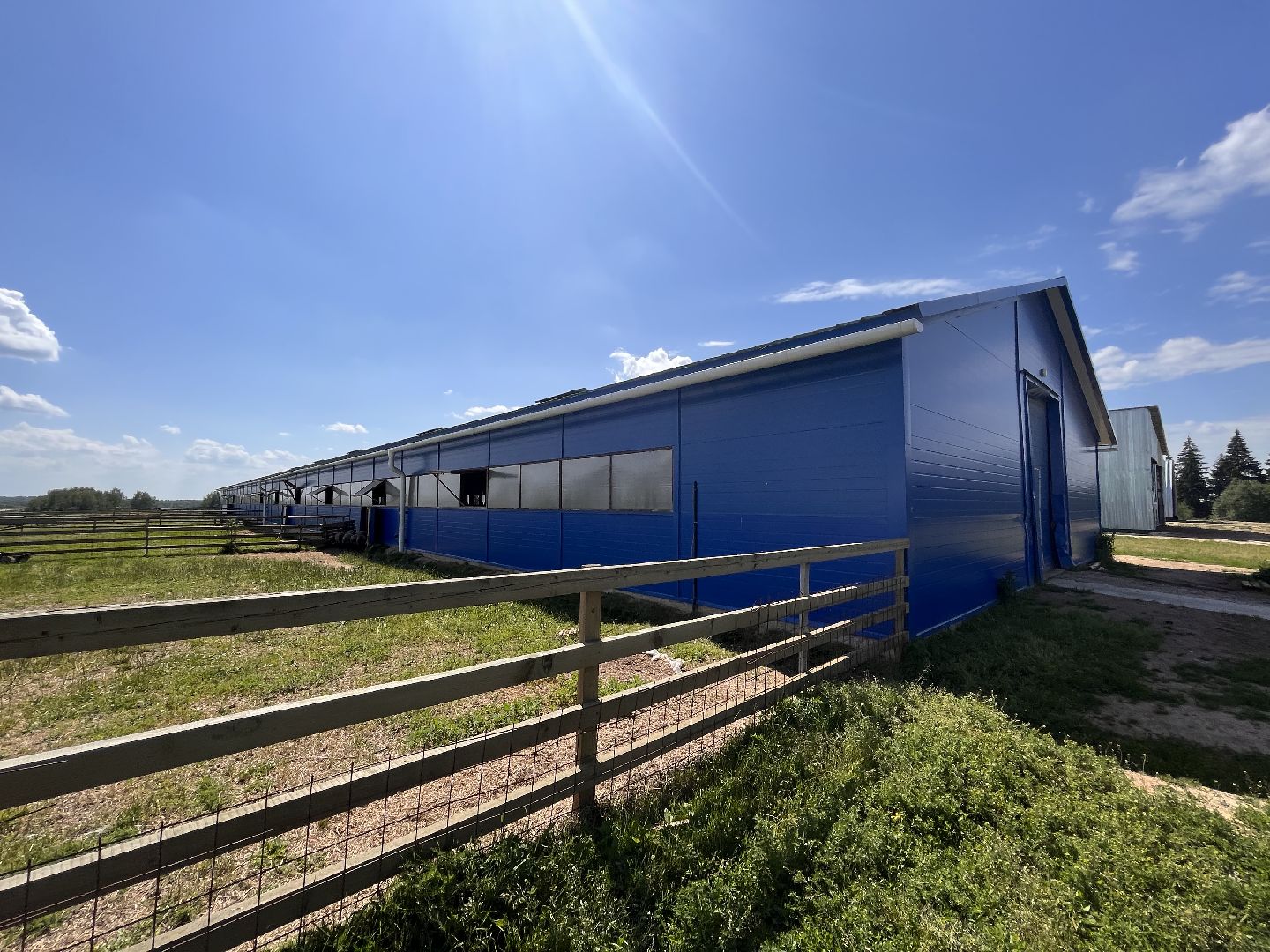 Шаховская, овцы, кфх, ферма