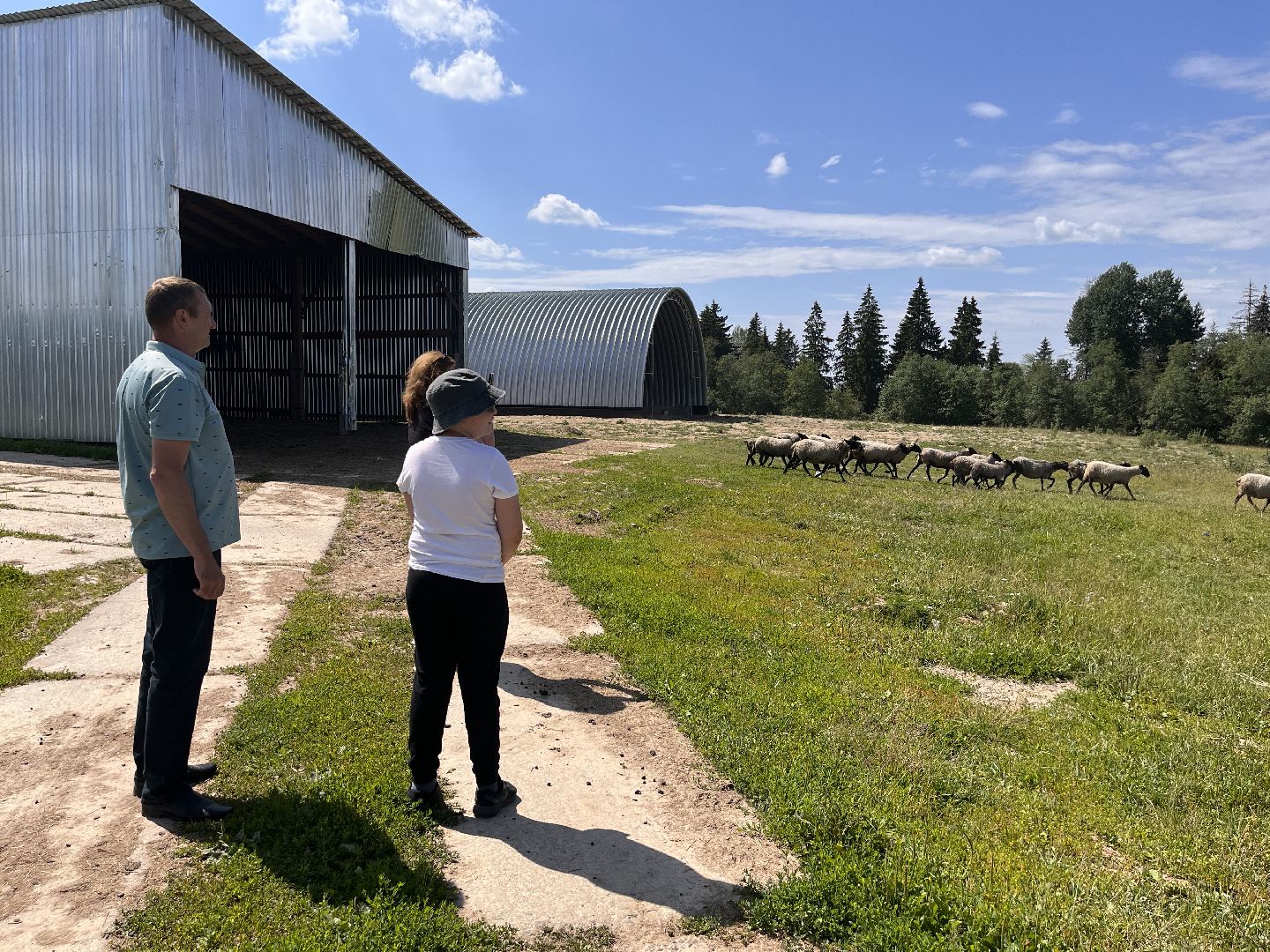 Шаховская, овцы, кфх, ферма
