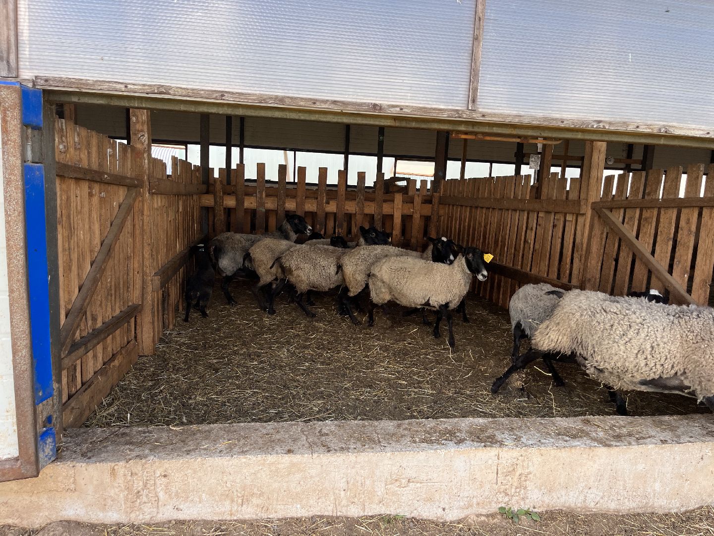 Шаховская, овцы, кфх, ферма