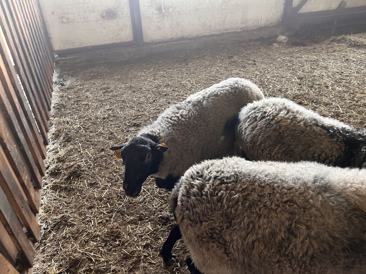 Шаховская, овцы, кфх, ферма