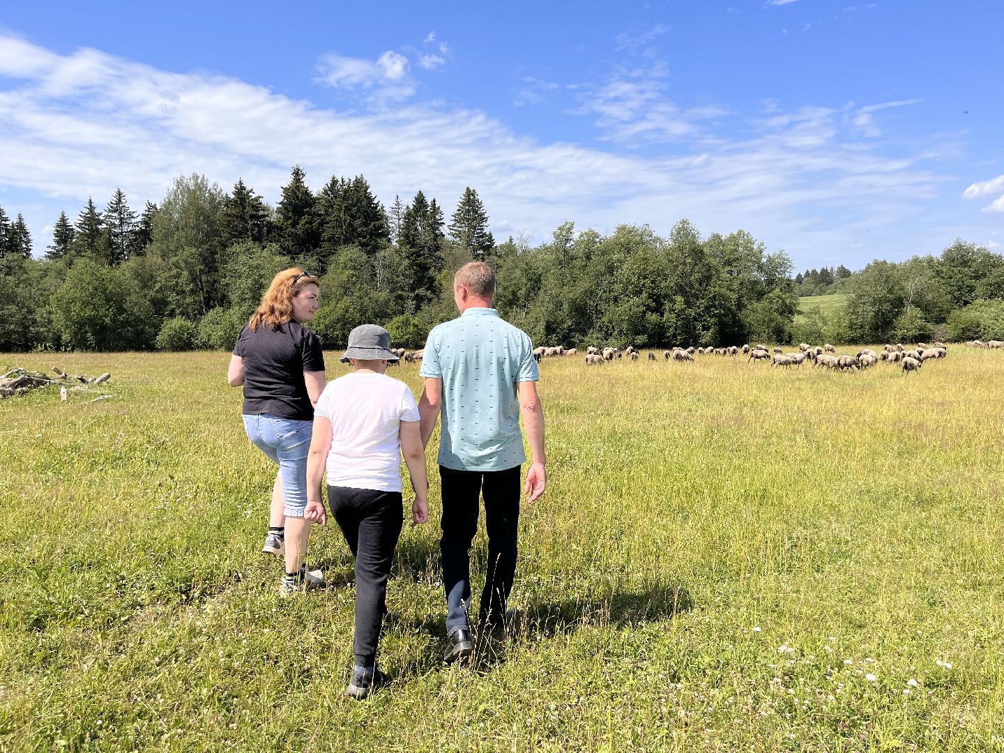 Шаховская, овцы, кфх, ферма