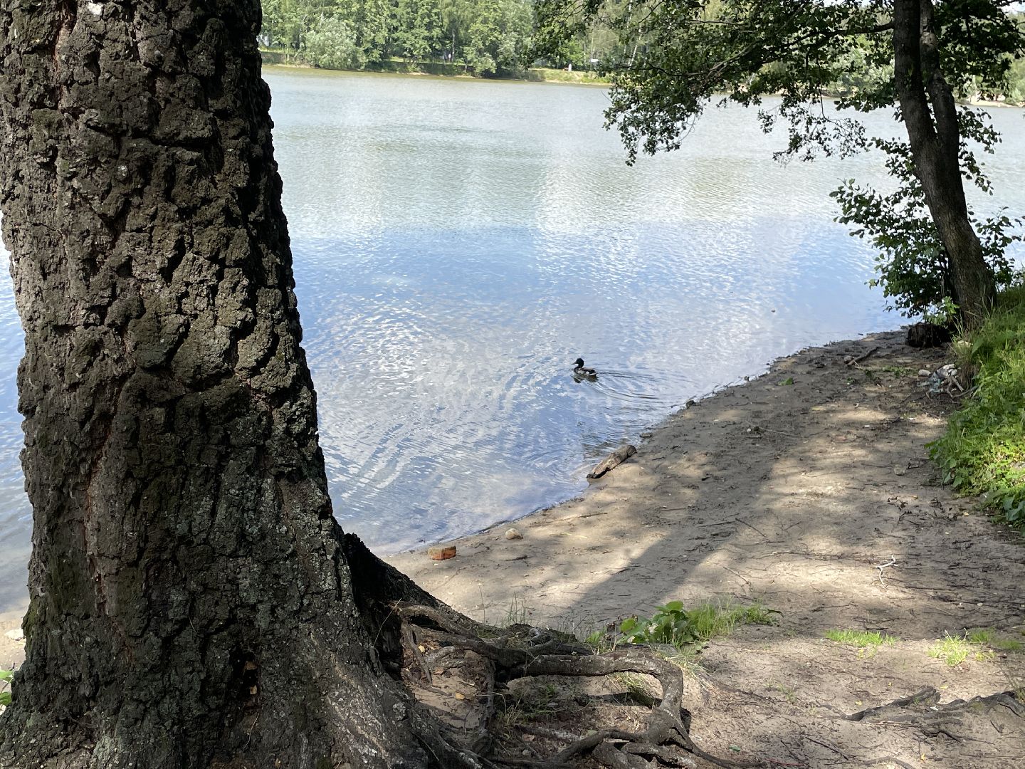 Экология, черепахи, озера, очистка