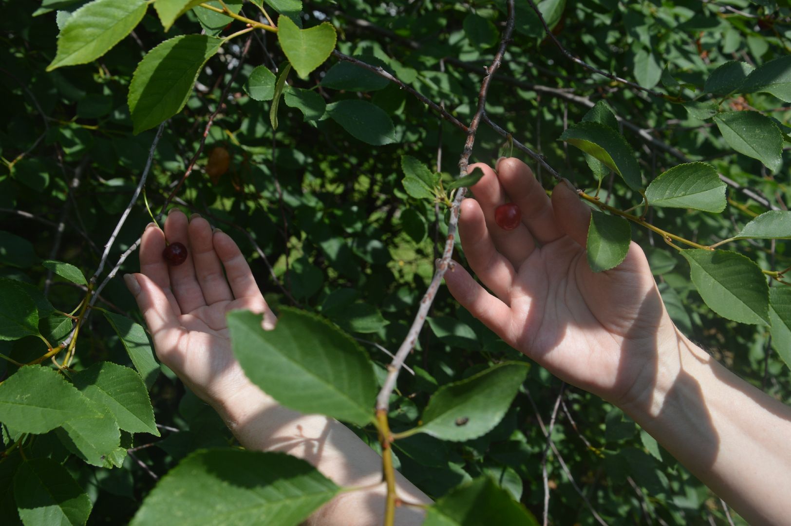 #Шатура, #вишня, #старый_город