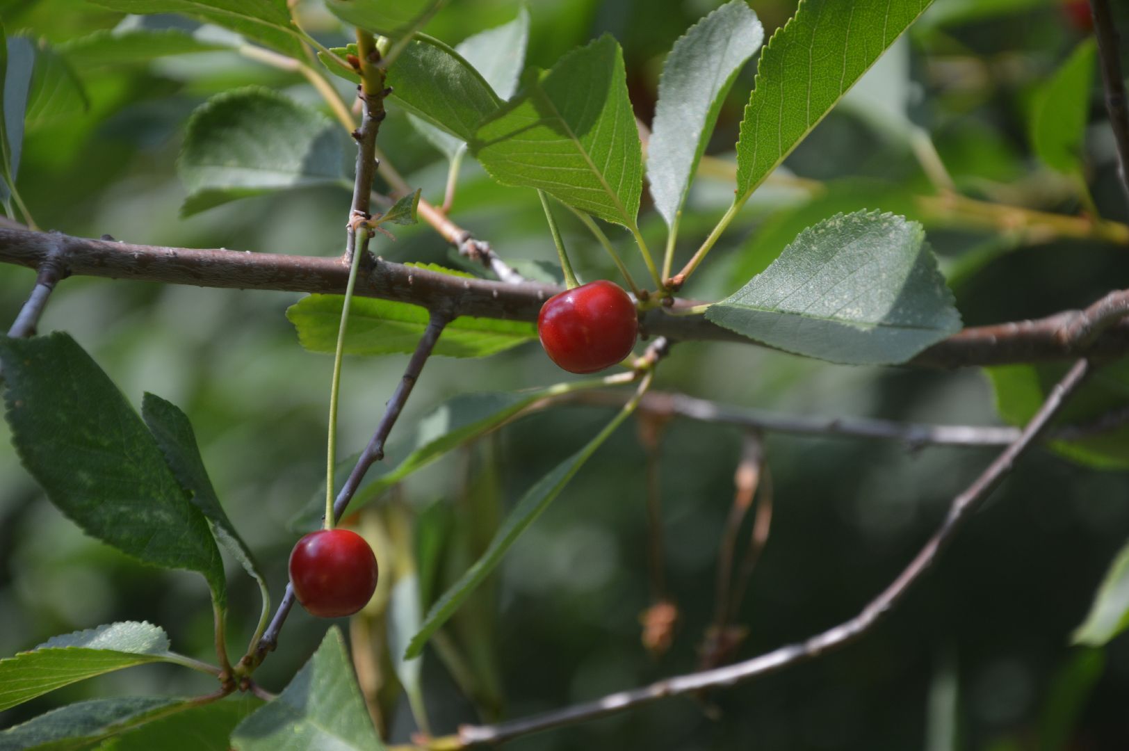 #Шатура, #вишня, #старый_город