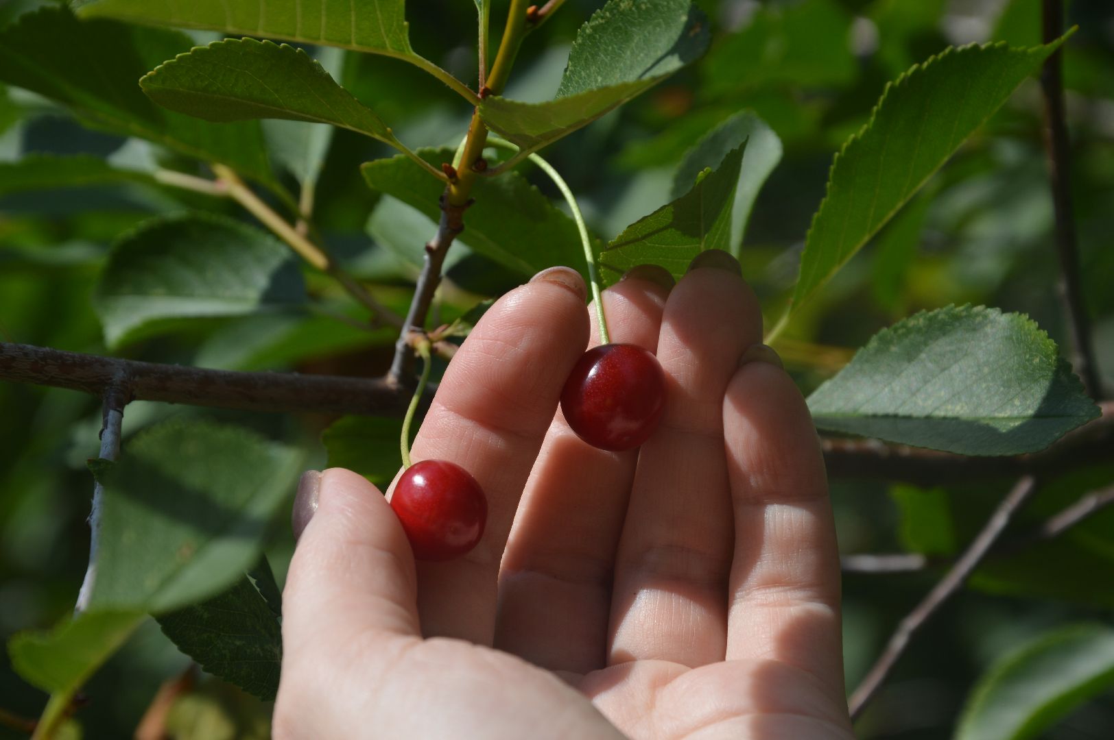 #Шатура, #вишня, #старый_город