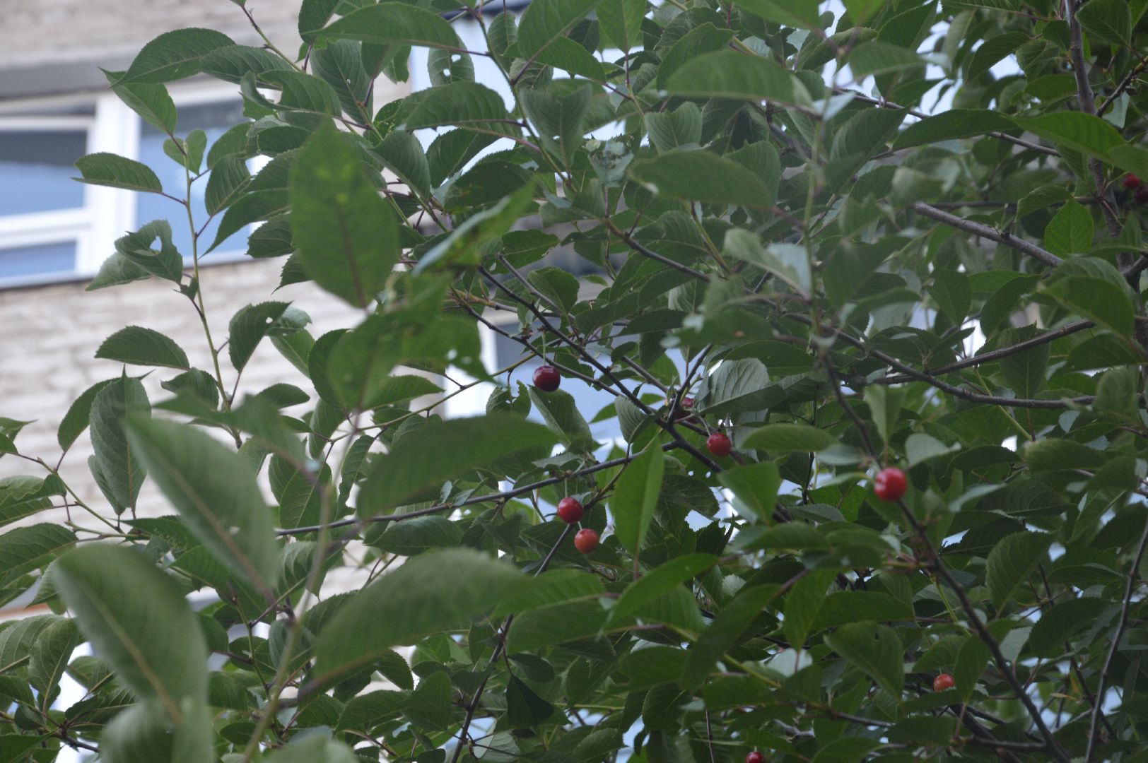 #Шатура, #вишня, #старый_город