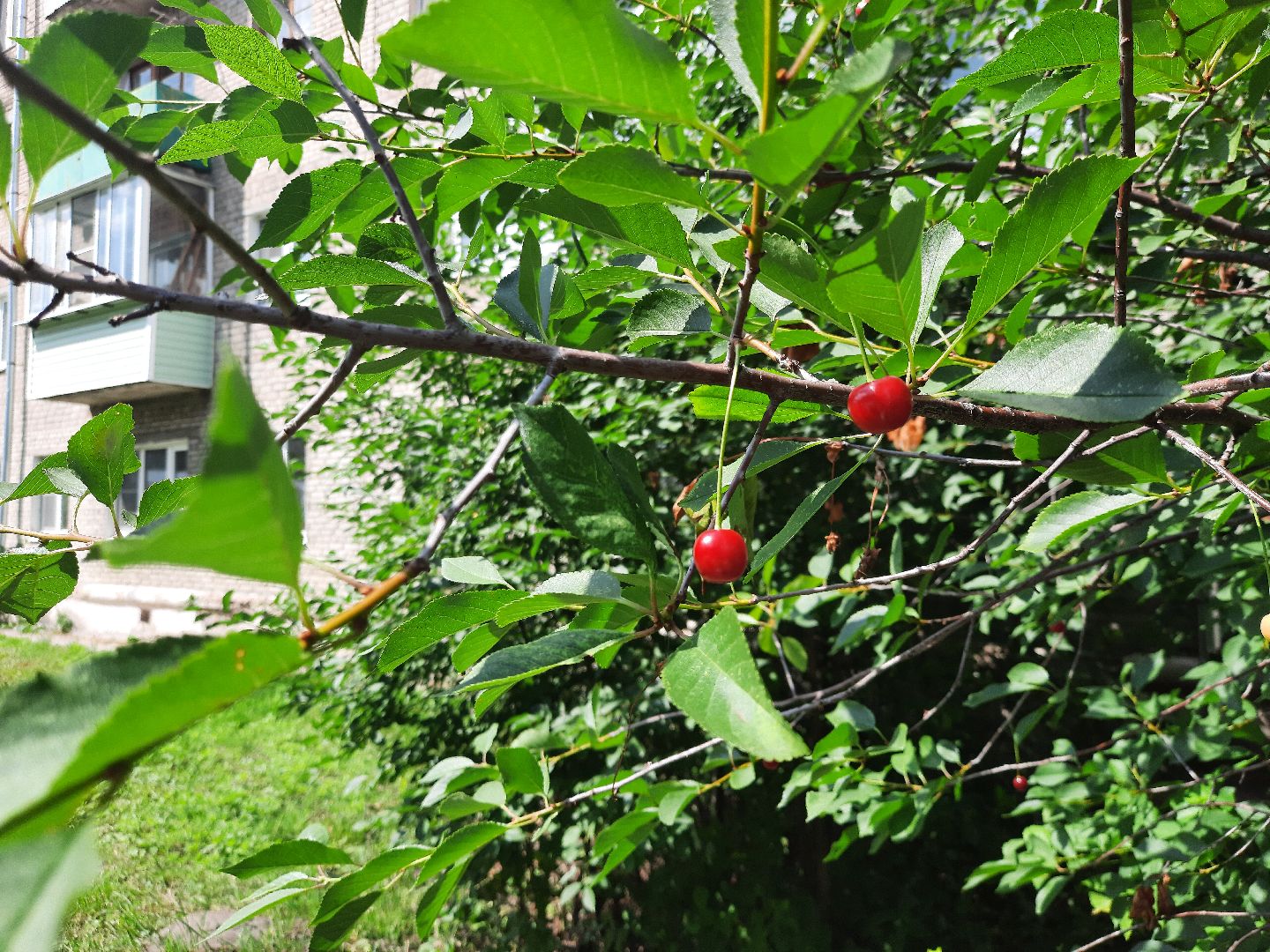 #Шатура, #вишня, #старый_город