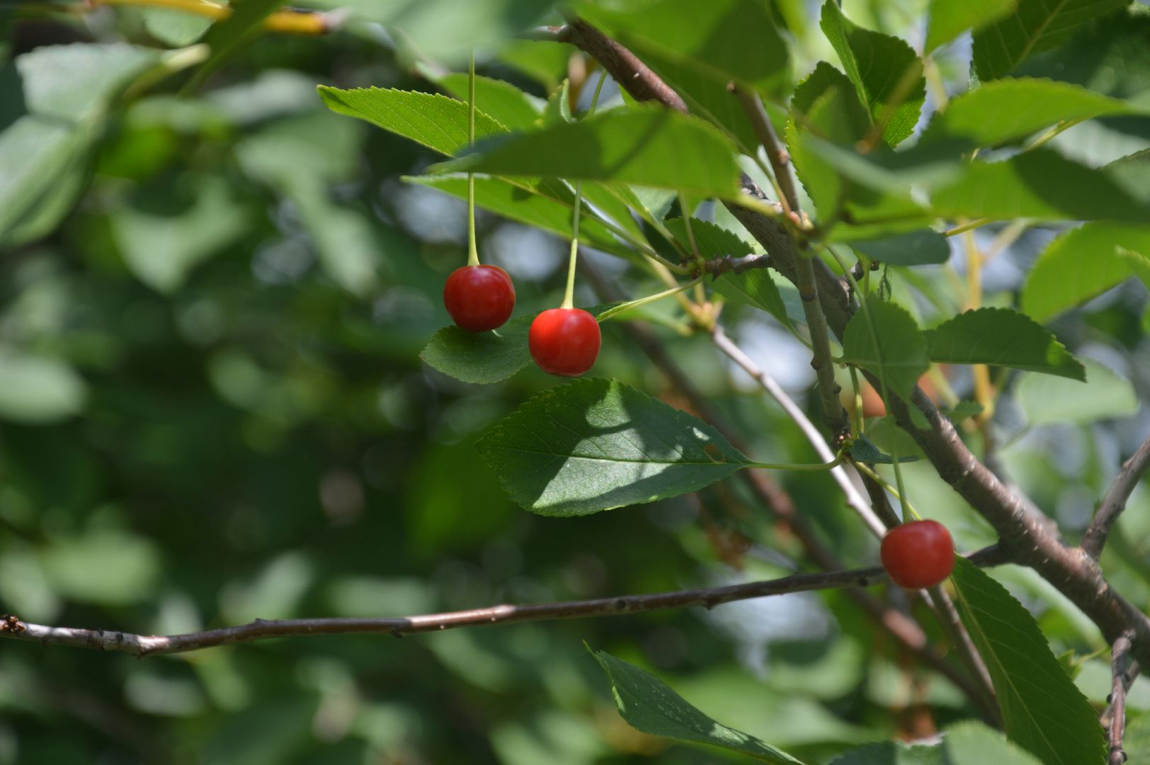 #Шатура, #вишня, #старый_город