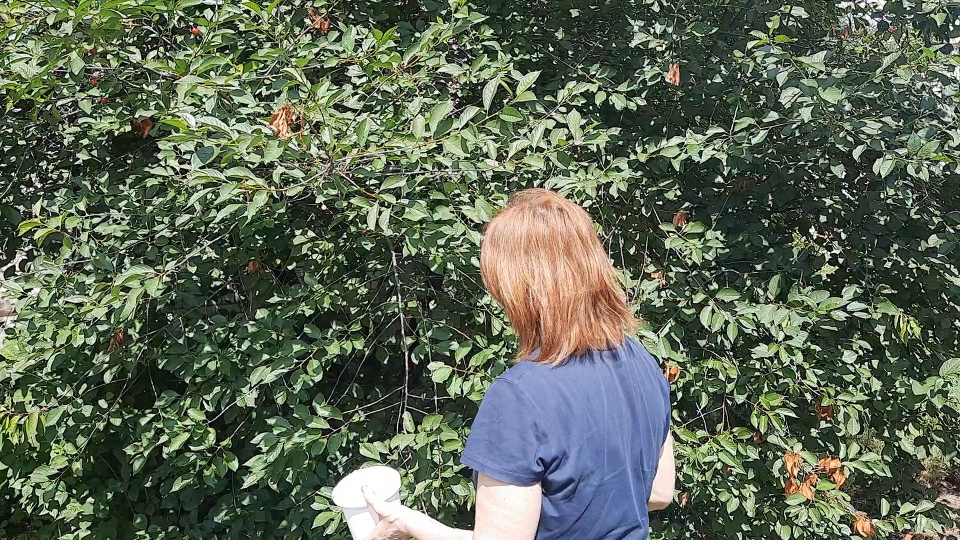 #Шатура, #вишня, #старый_город