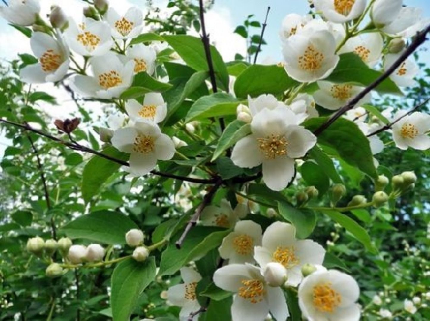 Природа, жасмин, лето в подмосковье,