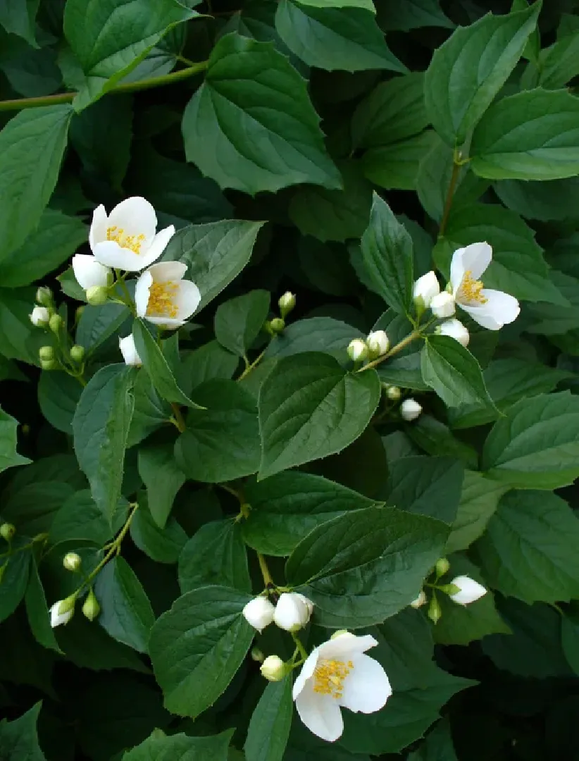 Природа, жасмин, лето в подмосковье,