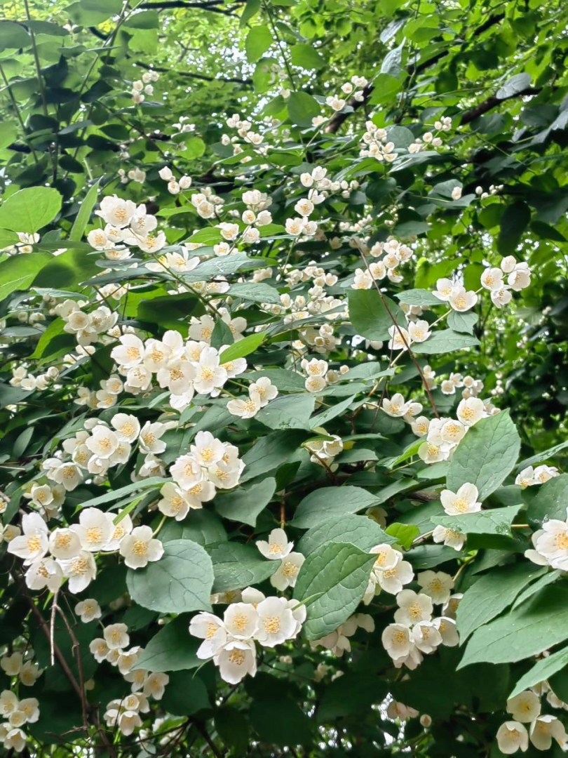 Природа, жасмин, лето в подмосковье,