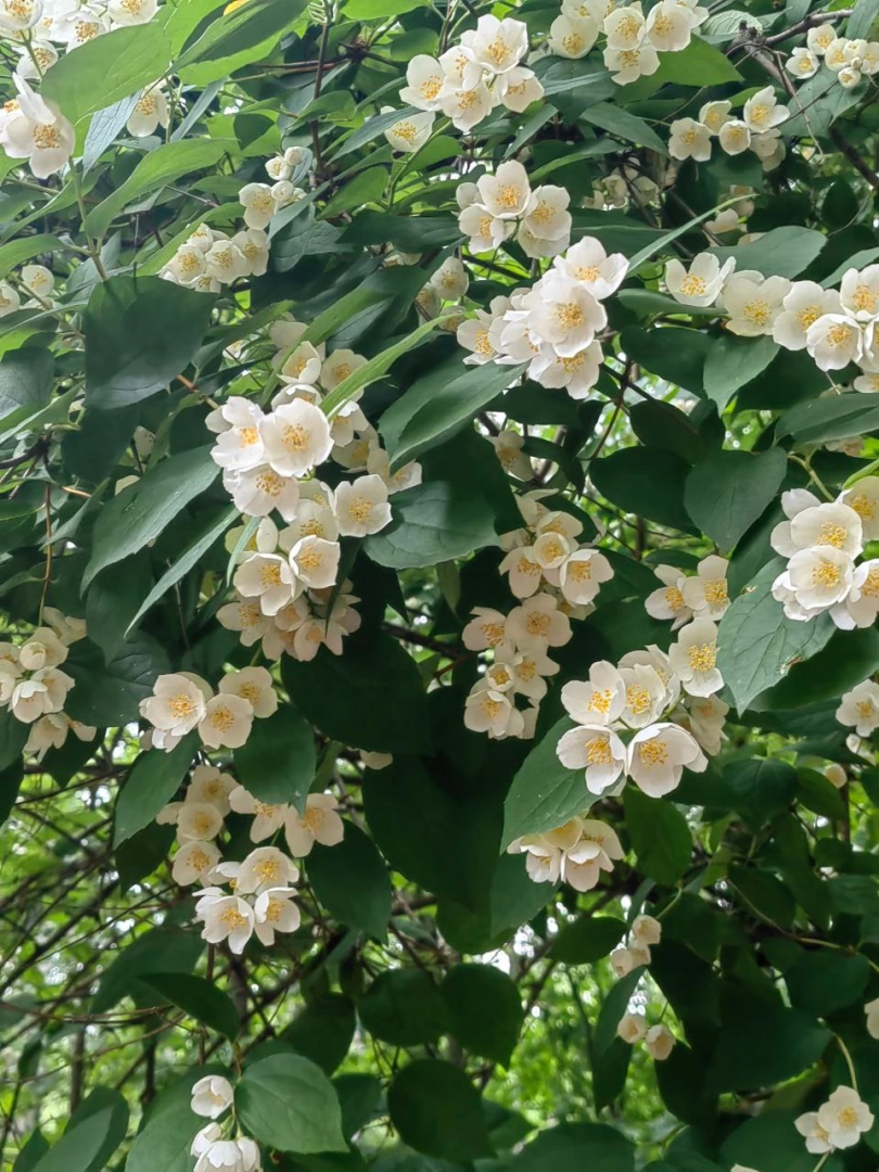 Природа, жасмин, лето в подмосковье,