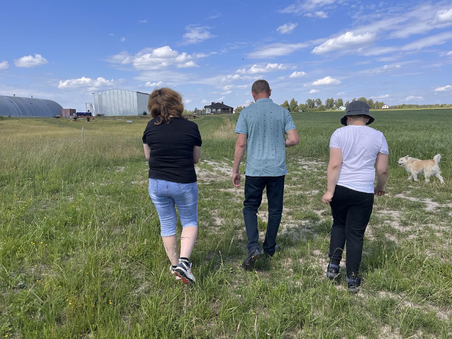 Шаховская, поля, сев, сено, трава