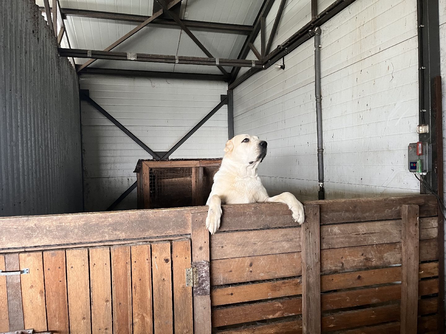 Шаховская, поля, сев, сено, трава