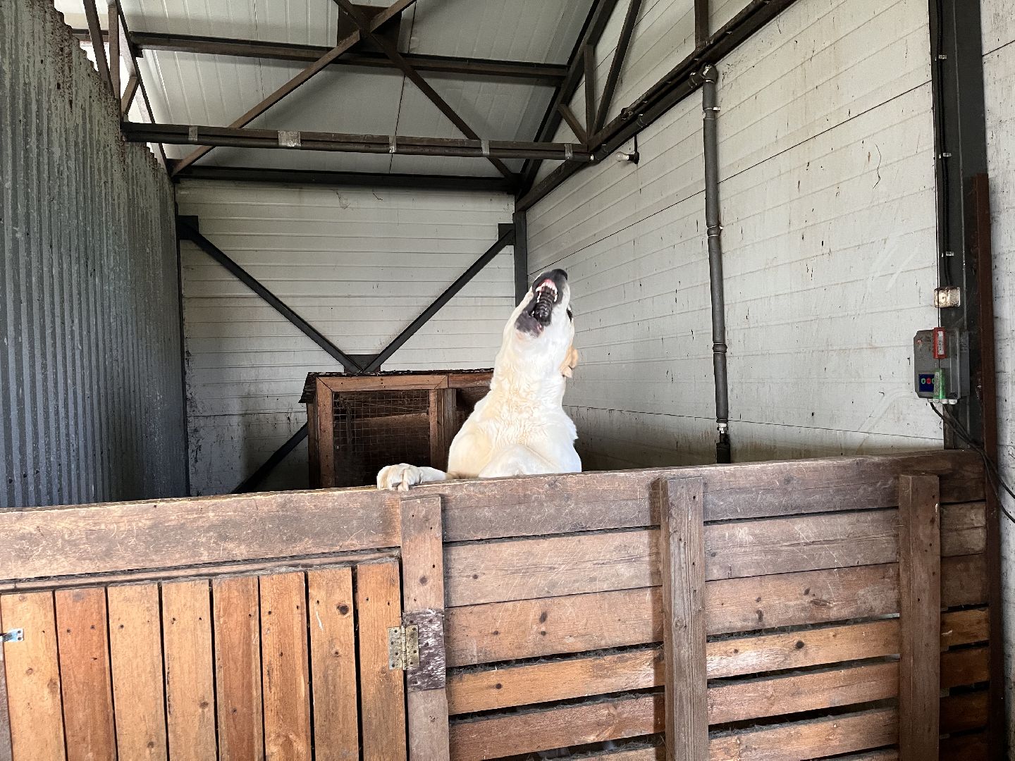 Шаховская, поля, сев, сено, трава