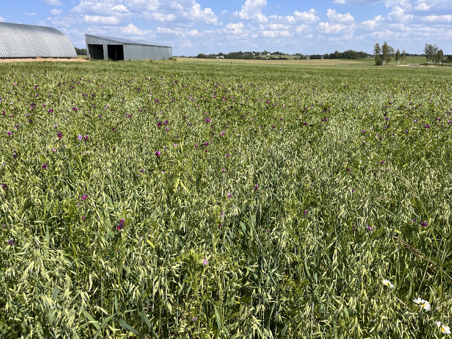 Шаховская, поля, сев, сено, трава