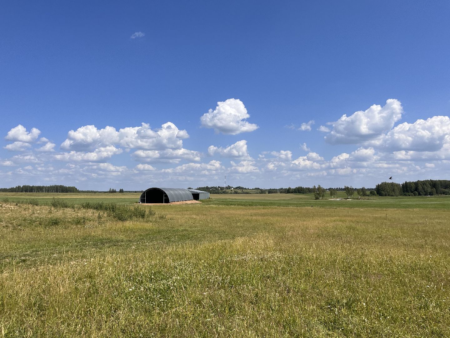 Шаховская, поля, сев, сено, трава