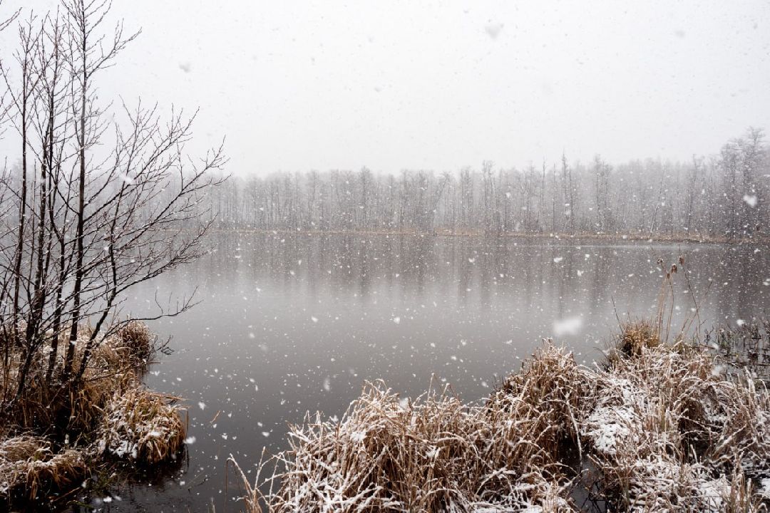 Сергиев Посад, Сергиево-Посадский округ, Лес, Безопасность