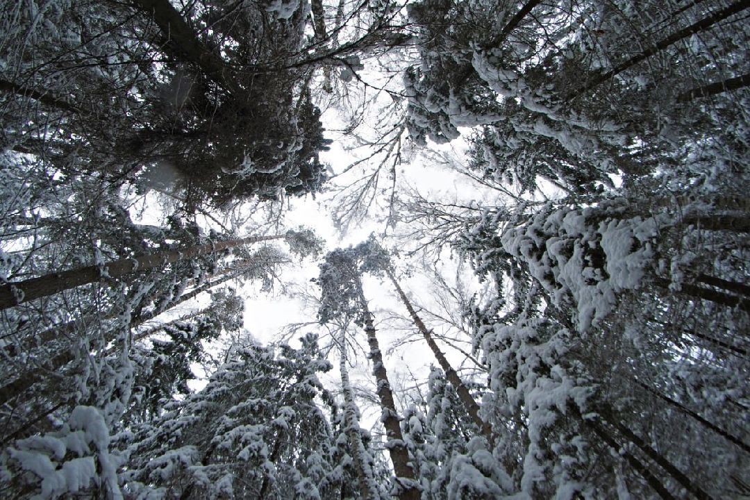 Сергиев Посад, Сергиево-Посадский округ, Лес, Безопасность